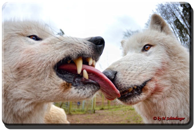 Foto by Michael Schönberger - Polarwölfe - Wolfspark Werner Freund